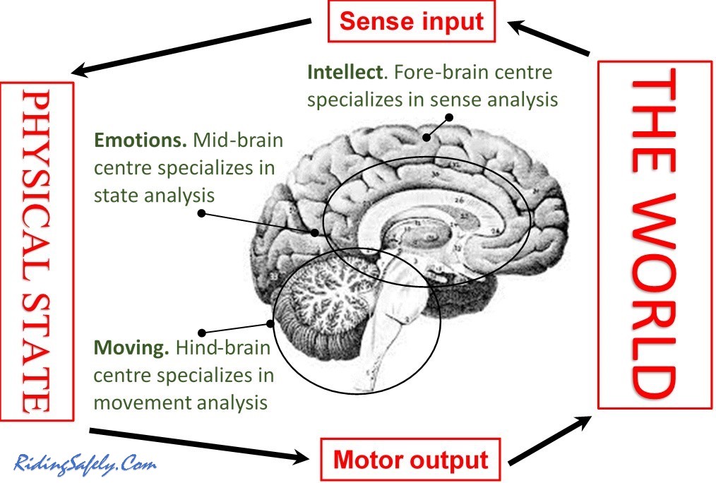 The three brain centers