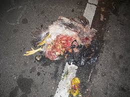 What happens to road chickens